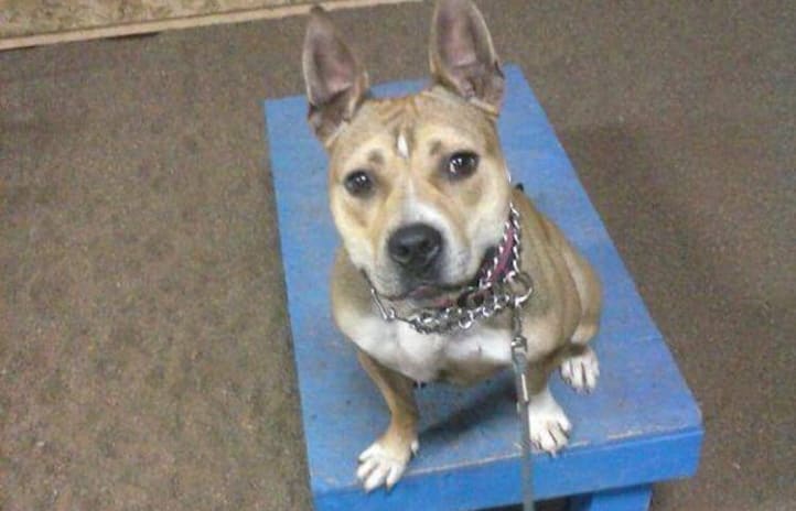 Hazel the Dog was reunited with owner Monica Mathis after three years and a journey that spanned more than 1000 miles.