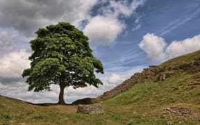 The sycamore that stood in a gap in Hadrian's Wall in Northumberland, England was around 200 years old when it was chopped down this year.