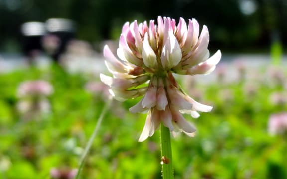 Clover flower