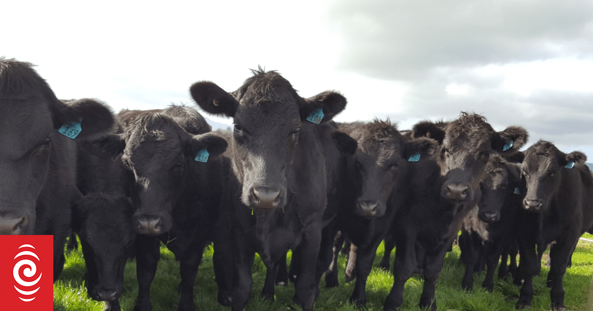 Beef farmers likely first in line for emissions-reducing livestock pill