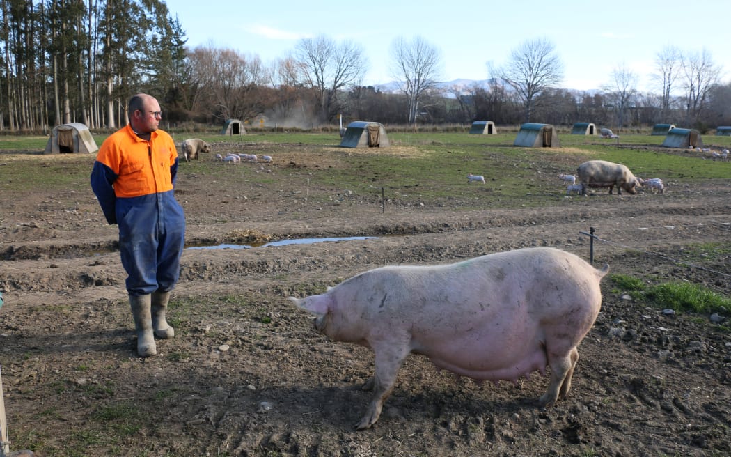 free range pig farm