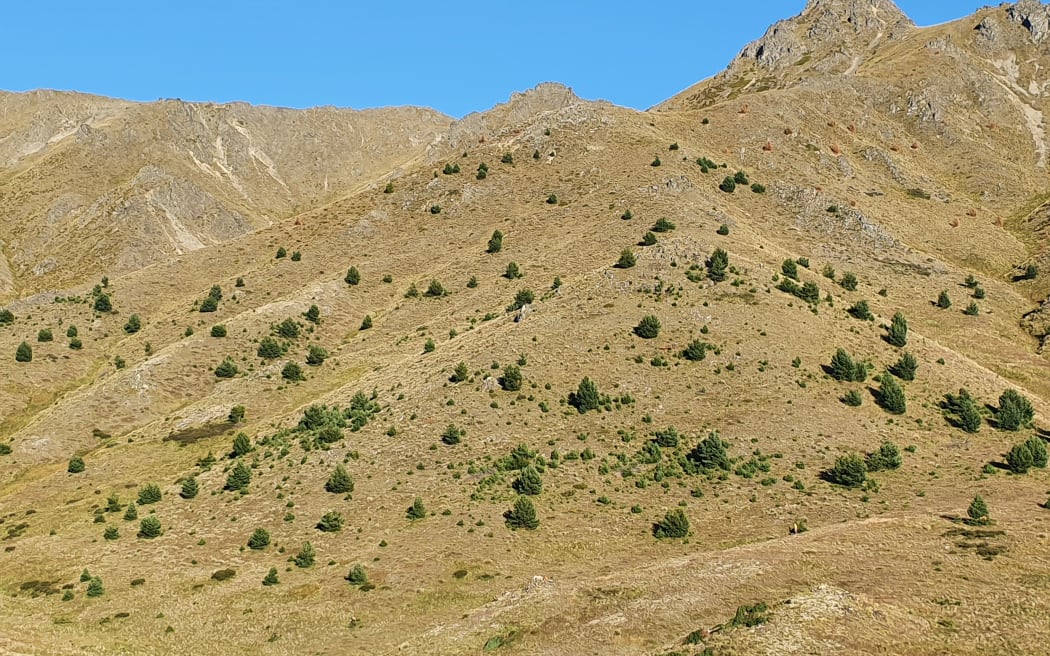 Wild pines at Molesworth Ranch