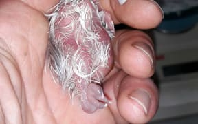 The first chick of the 2019 kakapo breeding season hatched on the 30th of January. Its mum is Waikawa and its father is probably Horton.