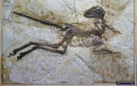 The fossilised skeleton of the dinosaur clearly shows its quill-like feathers.