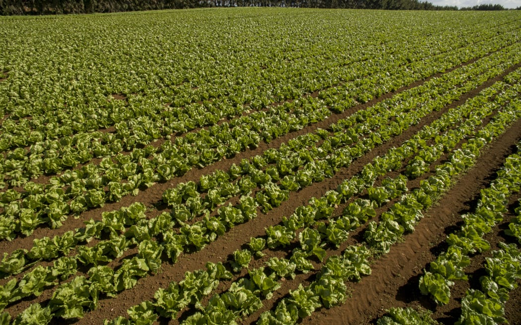 Lettuce crops being grown in market gardens in Pukekohe.