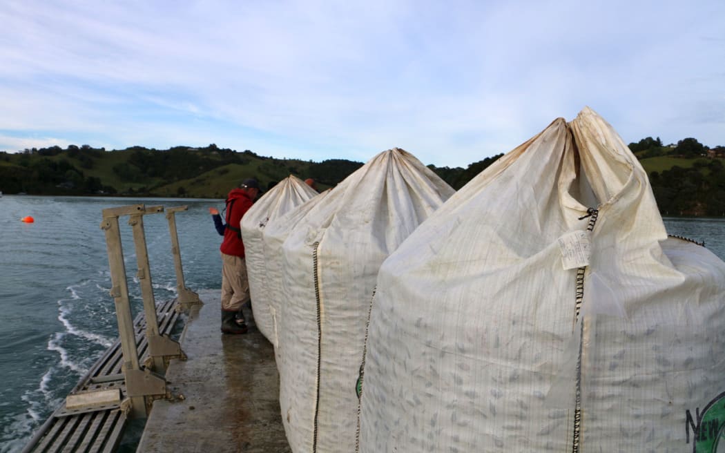 Barges transporting mussels into the Mahurangi Harbour.