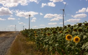 Romania, Judet de Constanta, 2022-08-17. Wind turbines from the Judet de Constanta wind power plant in a field of sunflowers. Photograph by Justine Bonnery / Hans Lucas.
Roumanie, Judet de Constanta, 2022-08-17. Des eoliennes de la centrale eolienne du Judet de Constanta dans un champ de tournesols. Photographie de Justine Bonnery / Hans Lucas. (Photo by Justine Bonnery / Hans Lucas / Hans Lucas via AFP)