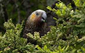 A New Zealand Kaka at Oban, Stewart Island, New Zealand.
