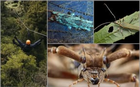 Far left: Rotorua Canopy Tours. From centre top: The rytinotus squamulosus, lxerba longhorn beetle. Bottom right: Close up of a spiny longhorn beetle.