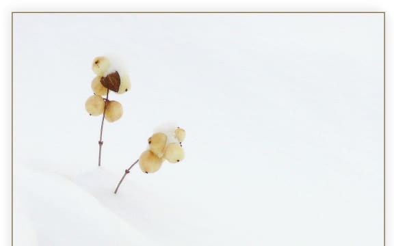 Snowberries