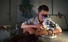 Paleontologist Rodrigo Temp Muller examines a dinosaur fossil from the Triassic period at CAPPA, a Brazilian research support centre for paleontology in Sao Joao do Polesine, Brazil, on December 2, 2019. In 2014, the paleontology team at CAPPA announced the discovery of one of the world’s most complete fossils of the Gnathovorax Cabreirai, a 230-million-year-old carnivorous dinosaur, one of the oldest predators. Since floods and other natural disasters occurred millions of years ago buried and preserved the fossils, more important Triassic fossils could be discovered in the centre of Rio Grande do Sul state. (Photo by CARL DE SOUZA / AFP)