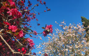 Spring blossoms blooming in the sunshine