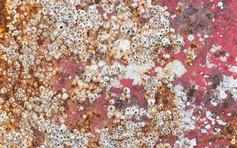 barnacles