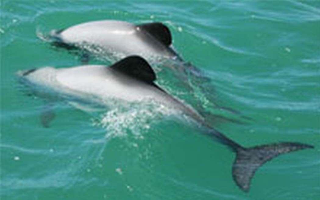 Endangered Māui's dolphins could be threatened by underreported dolphin deaths by fishing.