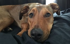 Wilson the dog, whose body was found in a pond after he was left at a doggy daycare in Auckland.