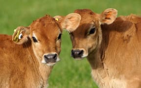 Jersey calves