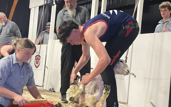 Feilding High School's hall has become a woolshed as the school held it's annual shearing competition, 4/06/2025.