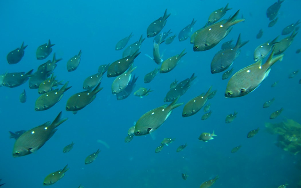 School of demoiselles, Poor Knights Island Marine Reserve
