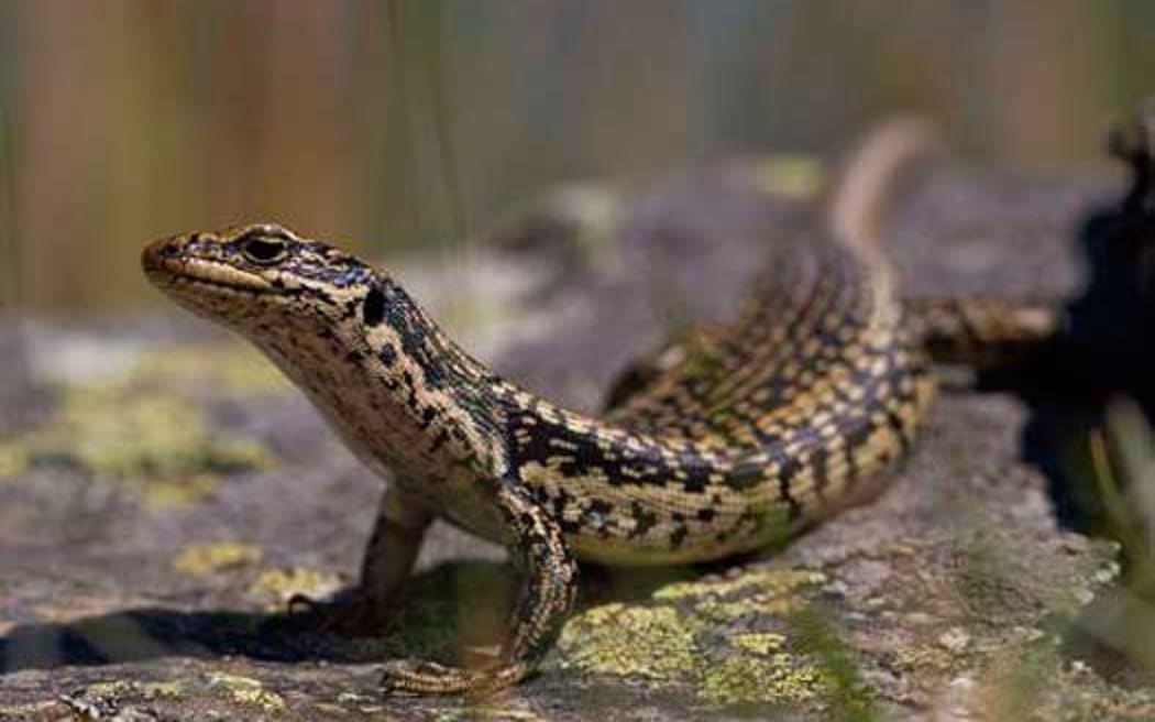 The grank skink is one of New Zealand's largest lizards.