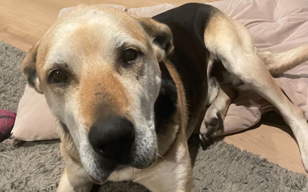 Jug: Ready for a home and located in Morrinsville.