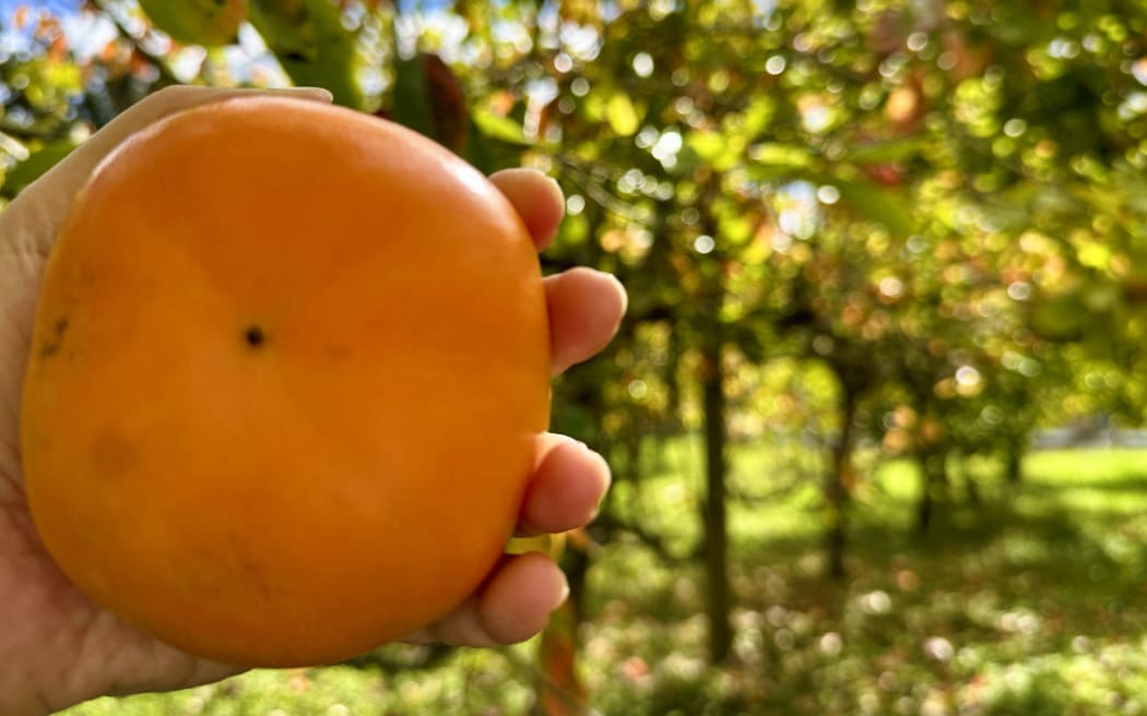 Persimmon PYO Farm in Auckland.