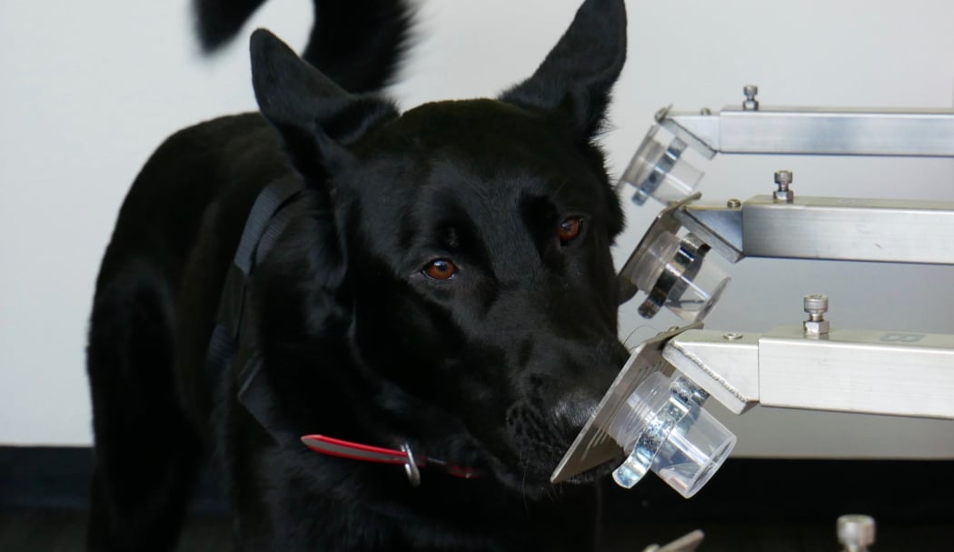 Levi detecting bowel cancer