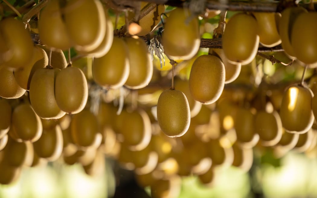 Zdjęcie: Jamie Troughton/Dscribe Media Services