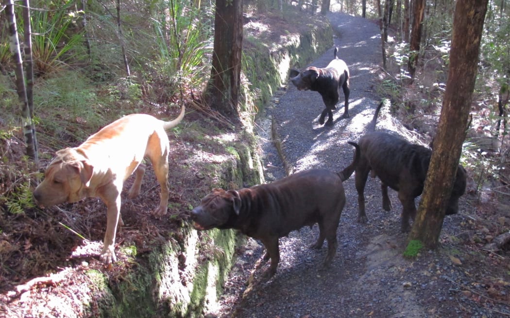 A pack of roaming sharpei-cross dogs in bush near Paihia in the Bay of Islands.