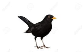 blackbird