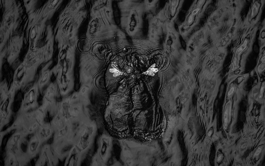 A Hoary-headed Grebe disappears below the surface of the water to feed