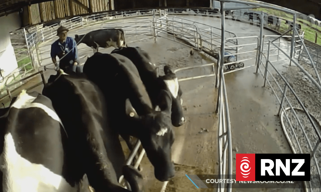 Farmwatch, SAFE not reassured by MPI response | RNZ