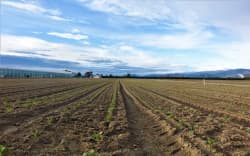 Crops growing on the Waimea Plains.