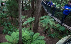Walkway 1 -- Rotorua's Redwood Treewalk allows visitors to experience the forest 12 metres up.