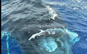 Injured baby whale hours before its death  - PHOTO Mata Tohora Facebook