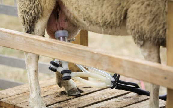 Matt and Tracey Jones from Sheep Milk New Zealand began commercial milking in 2019.