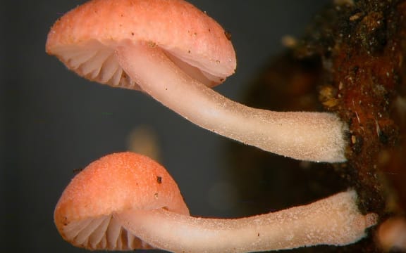 Mycena roseoflava