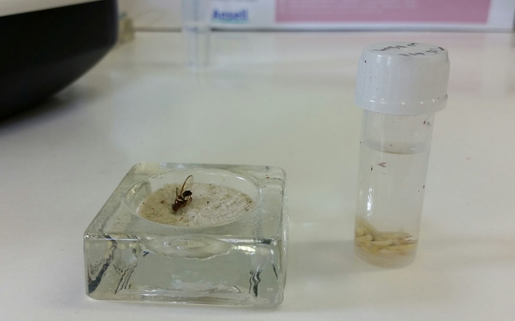 A Queensland fruit fly and larvae found Grey Lynn.