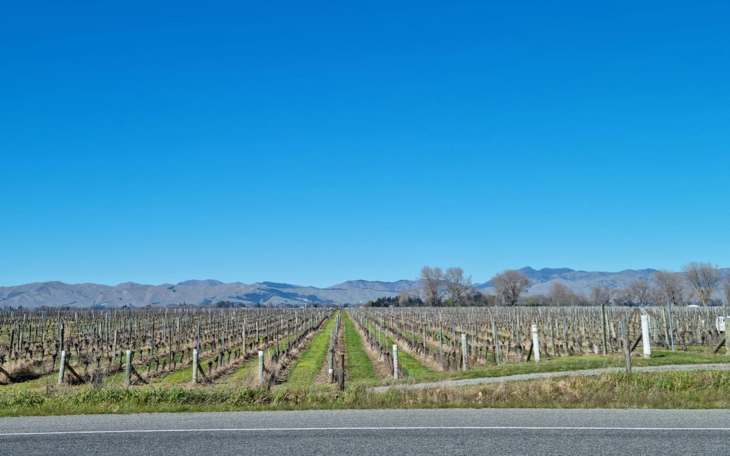 Vines on Marlborough's Golden Mile on Raupara Road.