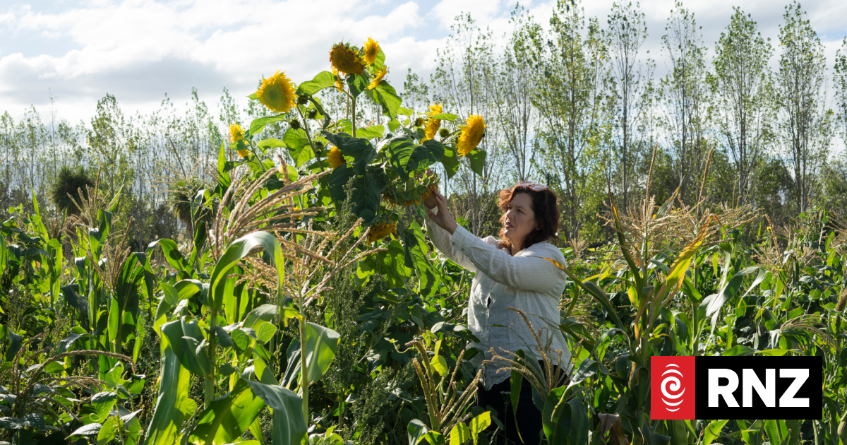 Celebrating New Zealand grown food | RNZ