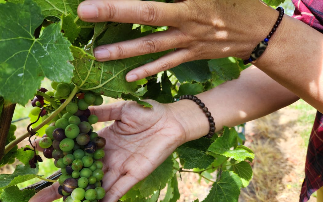 Fang Mei's Pinot Noir grapes turning colour - the veraison stage