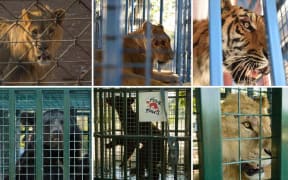 Six of the nine animals saved by Four Paws, which is trying to raise more funds for its work to rescue animals in war-torn Syria.