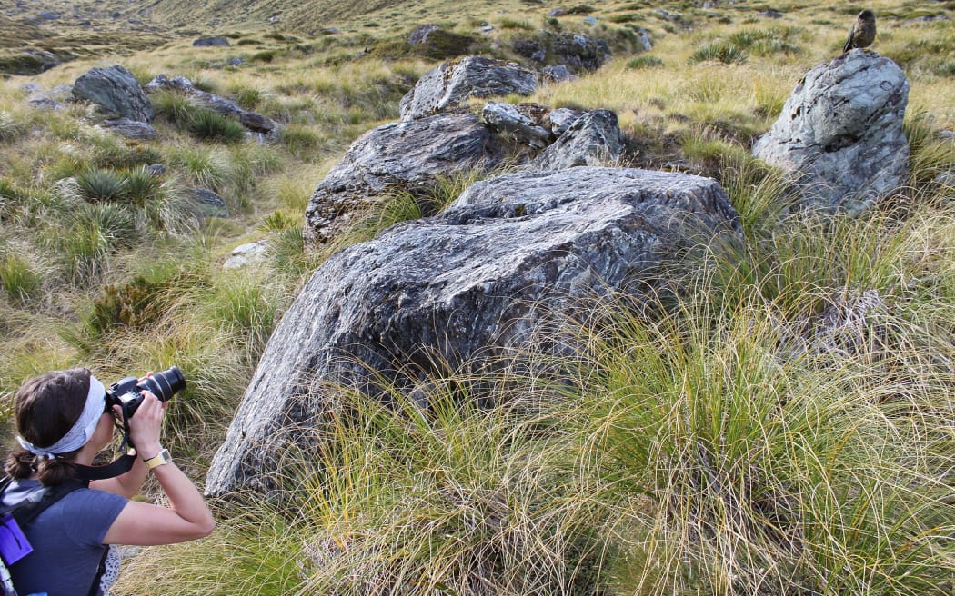 A tramper takes a photograph of a kea posing amid rocky outcrops jutting out of tussock on the Rees-Dart Track.