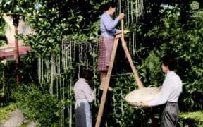 A colorised still from the BBC’s infamous 1957 “spaghetti tree” broadcast.