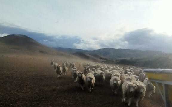 Drought on the Jowsey's farm at Kereru, Hawkes Bay