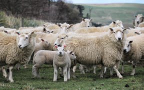 Beltex lambs and ewes
