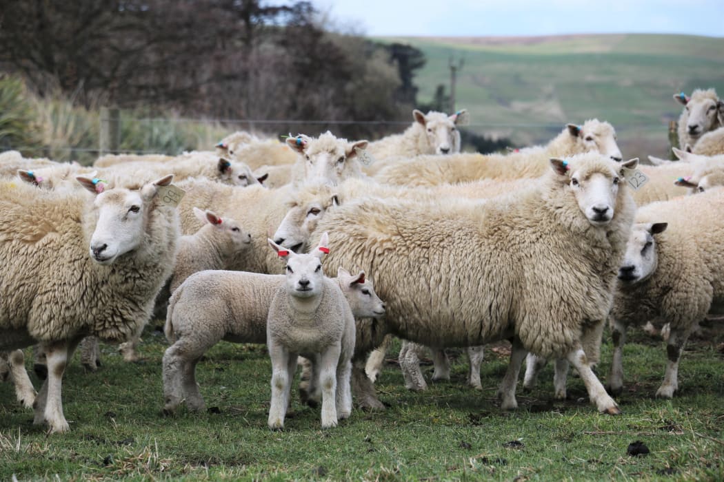 Beltex lambs and ewes