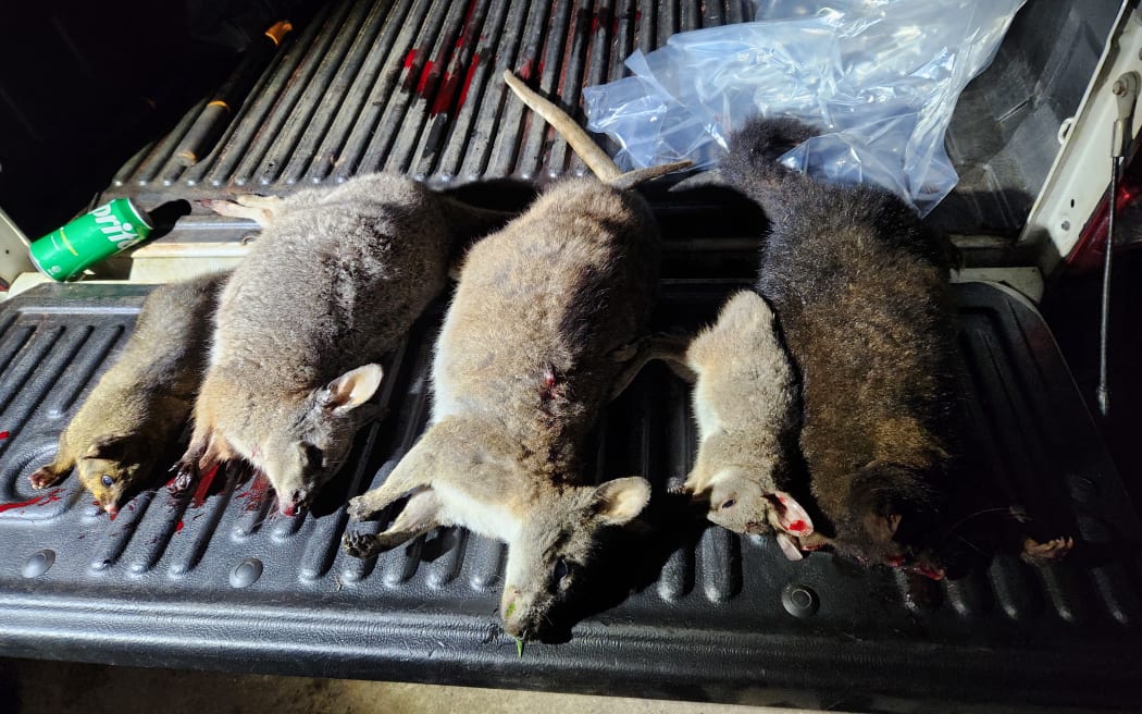 Dead wallabies and possums after a night hunt in Bay of Plenty