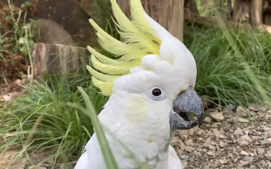 Staglands Wildlife Reserve's sulphur crested cockatoo, named Pepper.