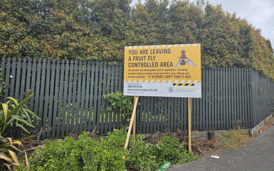 A fruit fly controlled area has been set up in Papatoetoe, South Auckland.