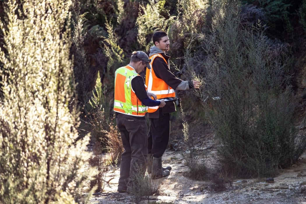 Morgan Coleman and Taina Ngarimu-Goldsmith look for tagged mānuka so they can measure pollen and nectar production.